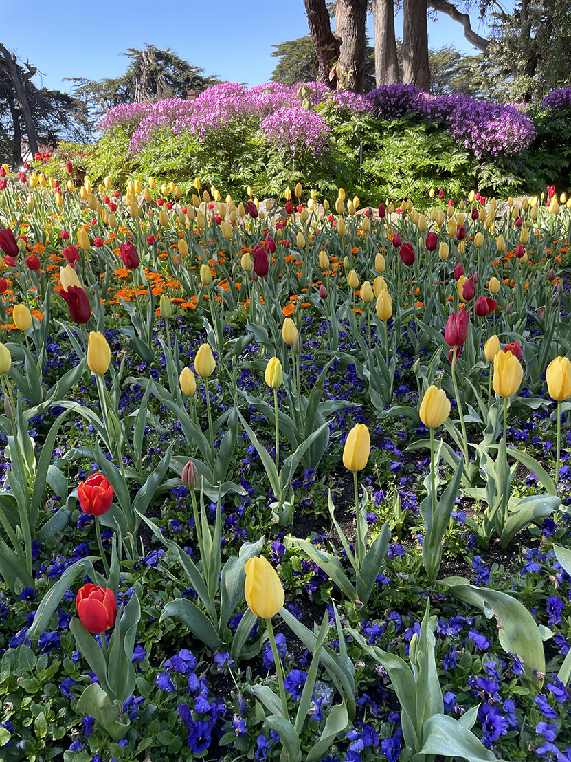 Queen Wilhelmina Tulip Garden Golden Gate Park
